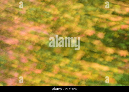 Abstract of Fall leaves of Vine Maple Stock Photo
