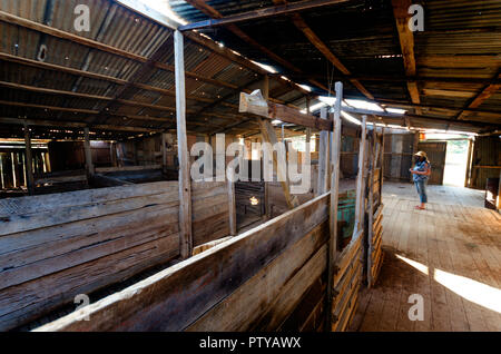 Old shearing shed at historic Koonalda Homestead on the Nullarbor Plain ...