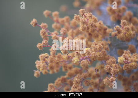 Acacia baileyana or 'Purpurea' displaying its unique orange flowers and true leaves at National Botanical Gardens, Canberra, Australia Stock Photo