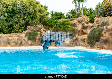 A group of Atlantic bottlenose dolphins (Tursiops truncatus) make a jump out of the water. Stock Photo