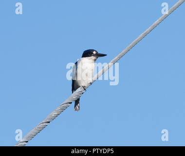 Forest Kingfisher (Todiramphus macleayii) perched on a branch with ...