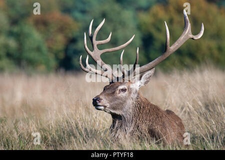 A royal red deer stag lies lazily on the grass in the sunlight. It is looking to the left and clearly shows his detailed antlers and tines Stock Photo