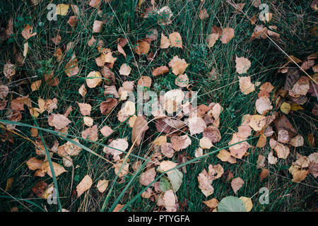 Fallen Leaves Background, top view on the green grass Stock Photo