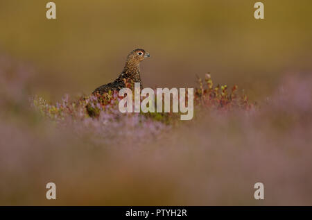Red Grouse (Lagopus lagopus scotica) in early morning light on flowering heather moorland. Female, hen, North Wales, UK. Stock Photo