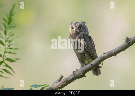 A migrating 'Oriental Scops Owl' Stock Photo