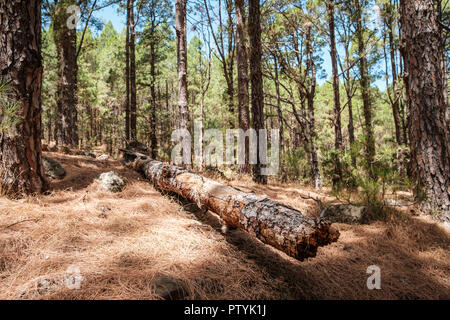 tree trunk lying on ground in fir forest landscape Stock Photo