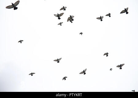 A flock of pigeons flies across the sky. Birds fly against the sky. A large group of birds of pigeons flies across the sky on white background. Stock Photo
