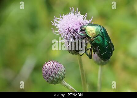 Macro photo of Cetonia aurata, called the rose chafer. Stock Photo