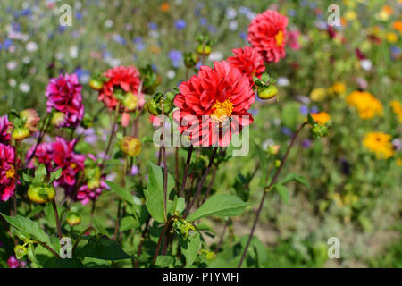 Bright red dahlia and a drone fly hoverfly in a colourful bed of dahlia pompone flowers and mixed wildflowers Stock Photo