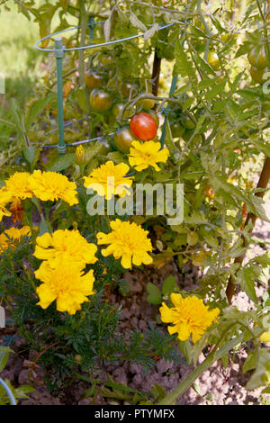 Yellow French marigolds grow alongside ripening tomatoes as companion planting to deter pests Stock Photo