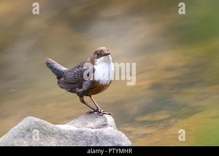 Front view close up of wild UK dipper bird (Cinclus cinclus) isolated on a rock at water's edge. Motion blur of moving water in flowing stream. Stock Photo