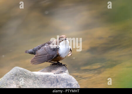 Close up of perky wild UK dipper bird (Cinclus cinclus) on rocks at water's edge in sunshine, flapping wings. Motion blur in flowing stream. Stock Photo