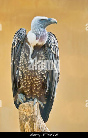 specimen of Rüppell's griffon vulture, Gyps rueppelli Stock Photo