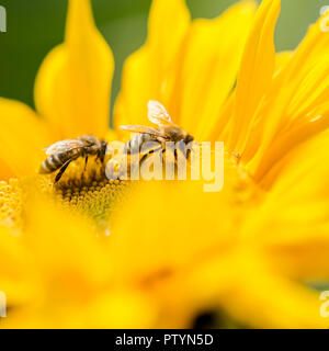 Two honey bees, Apis mellifera, foraging for nectar and pollen on a yellow sunflower, of importance in the production of honey as well as being critic Stock Photo