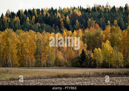 Different autumn colours of finnish forest Stock Photo