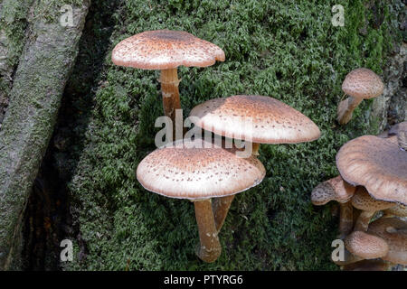Armillaria mellea (honey fungus) is widespread in northern temperate regions where it  grows parasitically on a large number of broadleaf trees Stock Photo