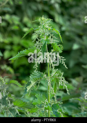 common nettle (stringing nettle, urtica dioica) sprout in full bloom Stock Photo