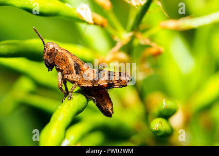 Italian grasshopper - Italian Locust (Calliptamus italicus) - Umbria, Italy Stock Photo