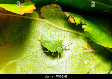 Green Shield Bug (Palomena prasina) Stock Photo