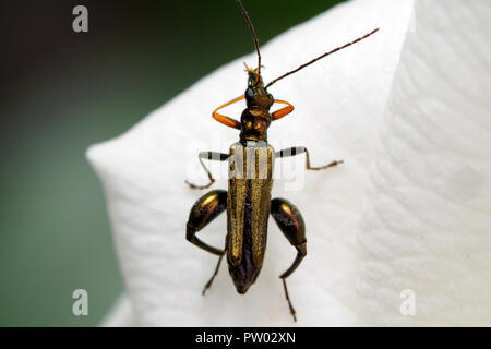 Oedemera nobilis (false oil beetle, swollen thighed beetle, thick legged flower beetle) - Umbria, Italy Stock Photo