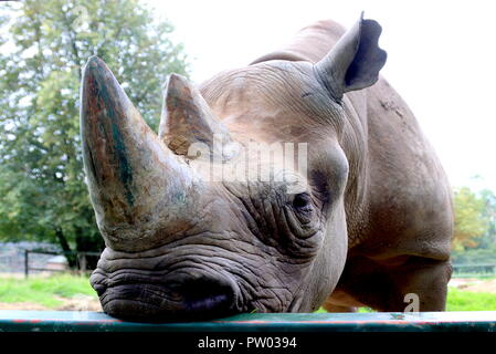 A female white rhinoceros resting her head on a fence Stock Photo