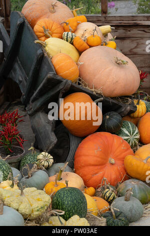 A colourful display of large and small vegetables on a black wheelbarrow. Stock Photo