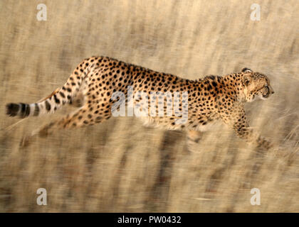 Cheetah running Kalahari Desert Namibia Stock Photo