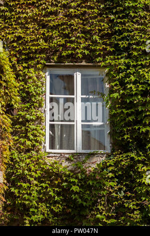 White window on a building completely covered in ivy Stock Photo