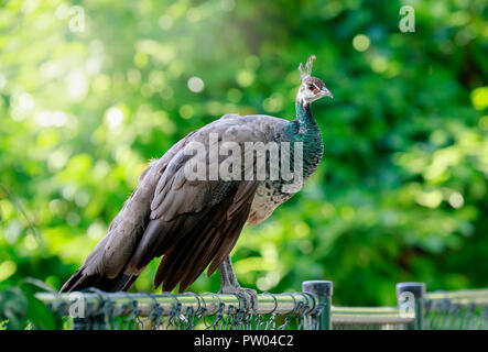 Closeup of a beautiful female, Indian peafowl or blue peafowl Pavo cristatus  peahen bird, perched on a fence in a green forest with bright sunlight a Stock Photo