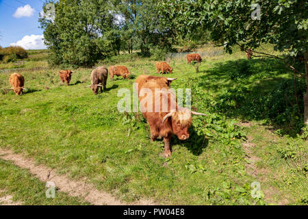 Highland cattle on the Medway Valley Walk at Barming, near Maidstone, Kent, UK Stock Photo