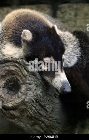 A White-nosed coati, Nasua narica Stock Photo