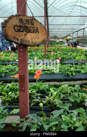 Cameron Highlands, Malaysia - 30 December 2016: Colorful field of Gerbera flower cultivation in Lavender Garden with unidentified visiting buyers by s Stock Photo