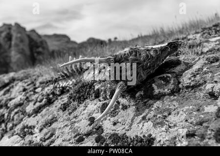 Goat skull with horns lying on rocks covered in lichen. Black and white close up image taken at the Devil Canyon natural phenomenon in Bulgaria, a.k.a Stock Photo