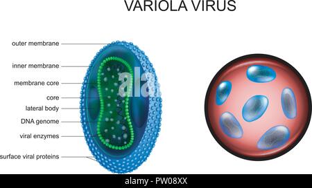 Smallpox Classification vector illustration of particularly dangerous infections ...