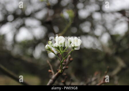 white flower on tree Stock Photo