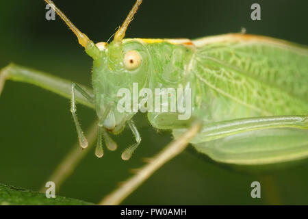 Close up of female Oak Bush Cricket (Meconema thalassinum) . Tipperary, Ireland Stock Photo