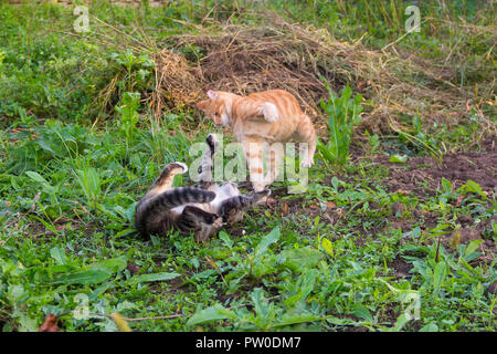young red cat beats grey cat lying on the ground Stock Photo