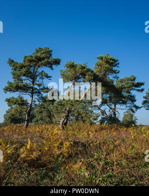 Sutton Heath, Suffolk. England UK.  A photographic study in  the growing forms of Pine trees, Pinus sylvestris, on the common.  The surrounding environment has a huge impact on their form.  These can vary from;  a typical deciduous tree shape, twin trunks, conical formation, lots of broken branches down one side where its been battered by the wind or even just a small amount of foliage at the very top of a tall tree.  Whether the tree is growing in isolation, a small group or condensed woodland also has a large impact on its final formation. Stock Photo