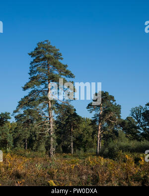 Sutton Heath, Suffolk. England UK.  A photographic study in  the growing forms of Pine trees, Pinus sylvestris, on the common.  The surrounding environment has a huge impact on their form.  These can vary from;  a typical deciduous tree shape, twin trunks, conical formation, lots of broken branches down one side where its been battered by the wind or even just a small amount of foliage at the very top of a tall tree.  Whether the tree is growing in isolation, a small group or condensed woodland also has a large impact on its final formation. Stock Photo