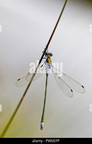 Emerald Damselfly, (Lestes sponsa), male resting on a reed, Loch Lomond & The Trossachs National Park, Scotland, UK. Stock Photo