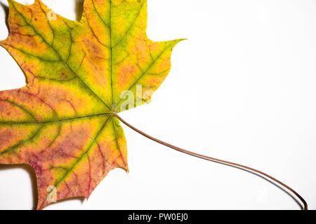 Beautiful different shades of maple leaf lies on a white background. This leaf fell from a beautiful autumn tree. Autumn is the most beautiful time of Stock Photo