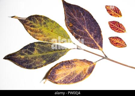 A variety of autumn leaves lie on a white background. They are dry and collected in a forest glade. Autumn is the most beautiful time of the year. Stock Photo
