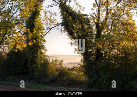 Early morning autumn sunlight coming through a hedgerow in the cotswold countryside. Cotswolds, England Stock Photo