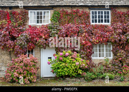 Parthenocissus tricuspidata. Boston Ivy / Japanese Creeper covering the walls of a cottage. Churchill , Cotswolds, Oxfordshire, England Stock Photo