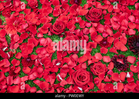 Red rose petals with dahlias on grass at a flower show. UK Stock Photo