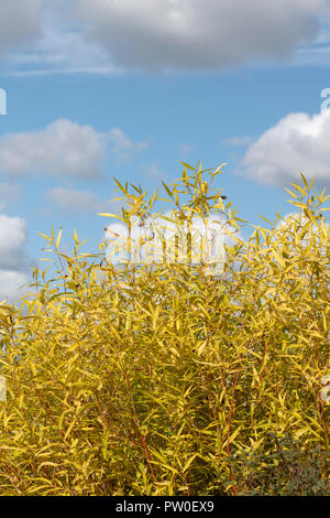 Salix. Willow tree foliage against a bright blue sky in autumn. UK Stock Photo