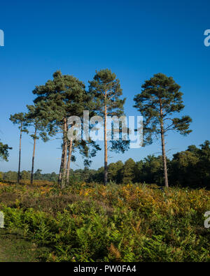 Sutton Heath, Suffolk. England UK.  A photographic study in  the growing forms of Pine trees, Pinus sylvestris, on the common.  The surrounding environment has a huge impact on their form.  These can vary from;  a typical deciduous tree shape, twin trunks, conical formation, lots of broken branches down one side where its been battered by the wind or even just a small amount of foliage at the very top of a tall tree.  Whether the tree is growing in isolation, a small group or condensed woodland also has a large impact on its final formation. Stock Photo