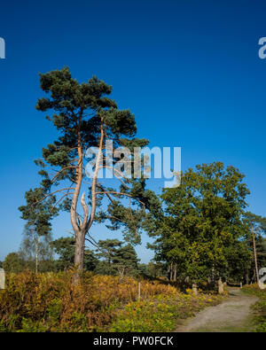 Sutton Heath, Suffolk. England UK.  A photographic study in  the growing forms of Pine trees, Pinus sylvestris, on the common.  The surrounding environment has a huge impact on their form.  These can vary from;  a typical deciduous tree shape, twin trunks, conical formation, lots of broken branches down one side where its been battered by the wind or even just a small amount of foliage at the very top of a tall tree.  Whether the tree is growing in isolation, a small group or condensed woodland also has a large impact on its final formation. Stock Photo