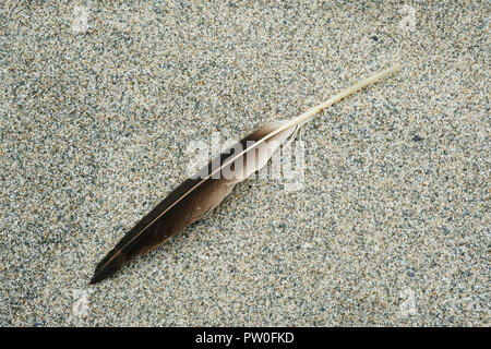 Single birds feather lying on a sandy bach - John Gollop Stock Photo