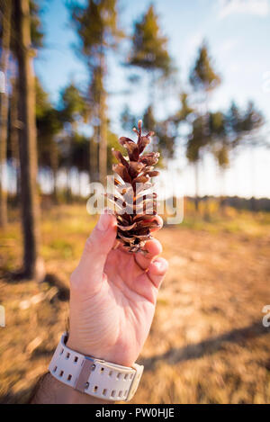 Man's hand holding a pine cone vertically Stock Photo